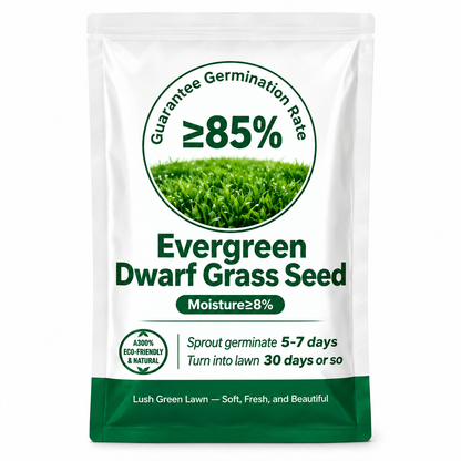 Evergreen Dwarf Grass Seed for Four Seasons