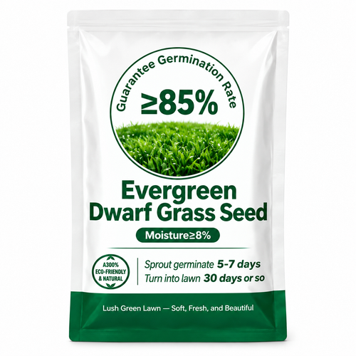 Evergreen Dwarf Grass Seed for Four Seasons