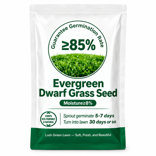 Evergreen Dwarf Grass Seed for Four Seasons
